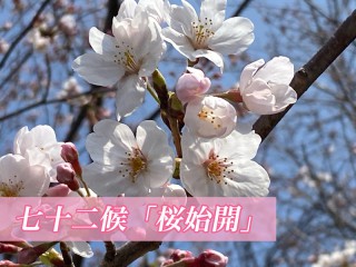 おまとめ二点　大自然　風と桜 七十二候 ｜ 第十一候「桜始開 (さくらはじめてひらく)」 3/25