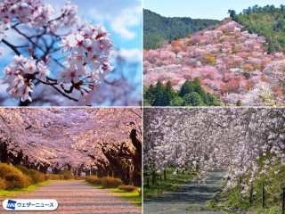 Amazon.co.jp: 京都花名所桜四季の花紅葉花鳥風月百花繚乱 水野
