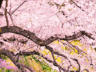 県営狭山稲荷山公園の花見・桜情報【2024】｜ウェザーニュース