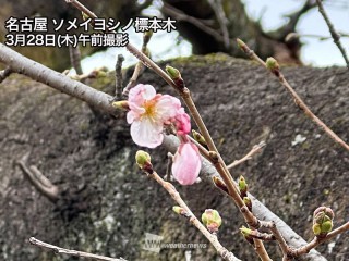 平等院の花見・桜情報【2024】｜ウェザーニュース