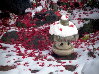 100年後の紅葉見頃予想　温暖化進行でクリスマスと紅葉が重なる可能性も？