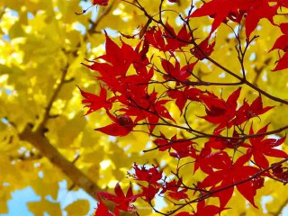 なぜ葉の色が変わる? 「紅葉」と「黄葉」の違いは? 紅葉の不思議