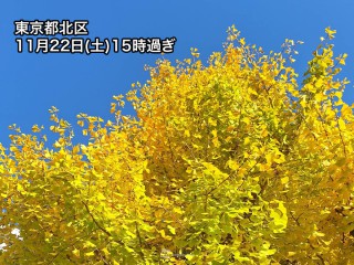 東京でイチョウ黄葉　一桁の冷え込み続き色づきが進む