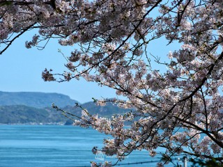 【西日本編】桜開花予想2026