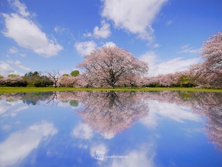 【東日本編】桜開花予想2026