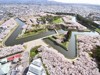 【北日本編】桜開花予想2026
