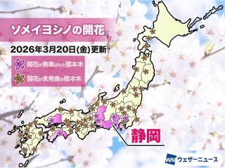 静岡でソメイヨシノが開花　昨年より6日早い観測