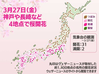 今日の桜開花状況　3月27日(金)　神戸や長崎などで4地点で開花