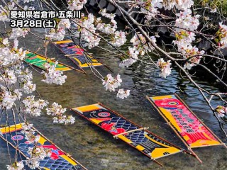 春の風物詩　満開のサクラが見守る「のんぼり洗い」　愛知岩倉・五条川