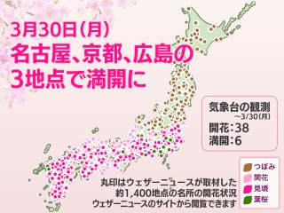 今日の桜開花状況　3月30日(月)　名古屋、京都、広島の3地点で満開に