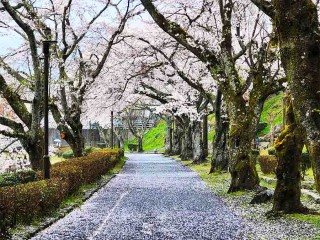 桜吹雪の秘密　なぜソメイヨシノは周囲の木と同じタイミングで散るのか？