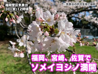 福岡、宮﨑、佐賀で桜が満開に　明日は試練の雨風に
