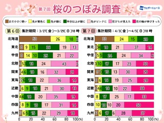 第七回桜のつぼみ調査　東北で開花続々　北海道のつぼみも早いペースで生長中