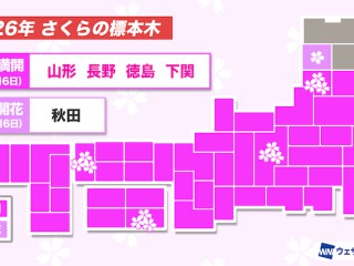 今日の桜開花状況　4月6日(月)　秋田で開花、下関や山形など4地点で満開