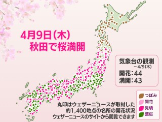 今日の桜開花状況　4月9日(木)　秋田で満開発表