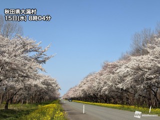 東北は桜が見頃　午後のお花見には折りたたみ傘を