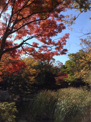 浜松城公園の紅葉情報 22 ウェザーニュース