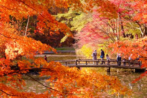 神戸市立森林植物園の紅葉情報 22 ウェザーニュース