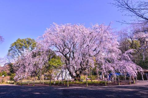 六義園 桜 その他