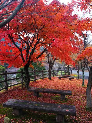 帆柱自然公園 皿倉山の紅葉情報 22 ウェザーニュース