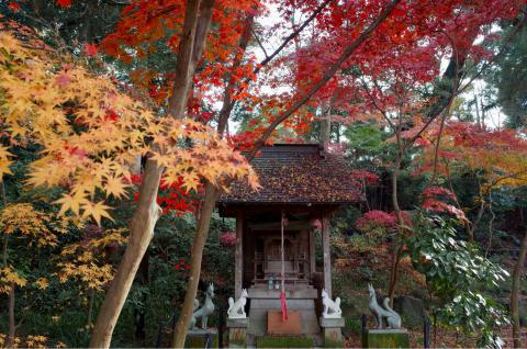 本土寺の紅葉情報 22 ウェザーニュース