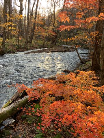 岩手の紅葉情報 22 ウェザーニュース