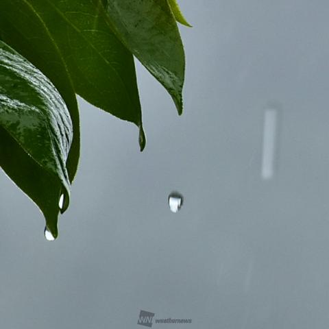 コロコロ雨のしずく 注目の空の写真 ウェザーニュース