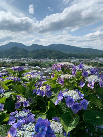 あじさい写真館 注目の空の写真 ウェザーニュース