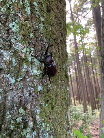 見つけた カブトムシ クワガタ 注目の空の写真 ウェザーニュース