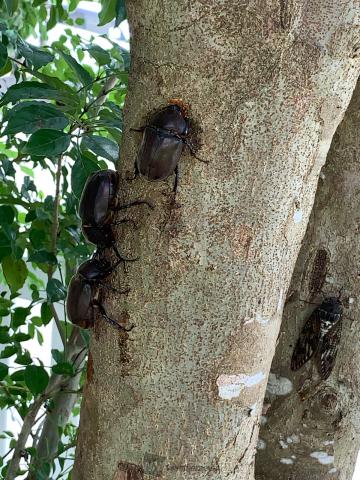 見つけた！ カブトムシ＆クワガタ 注目の空の写真 ウェザーニュース