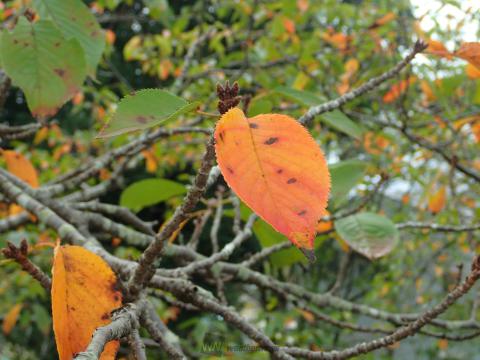 猛暑の影響は 周りの桜は元気 注目の空の写真 ウェザーニュース