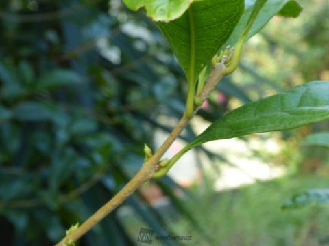 ふんわり秋の香り 注目の空の写真 ウェザーニュース