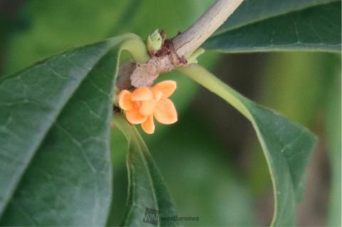 ふんわり秋の香り 注目の空の写真 ウェザーニュース