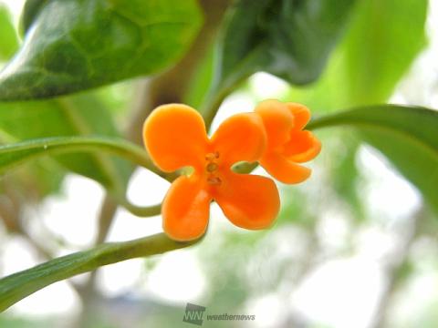 ふんわり秋の香り 注目の空の写真 ウェザーニュース