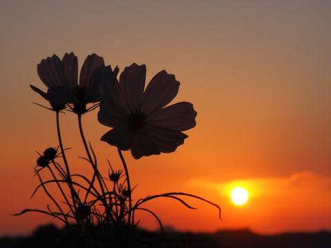 穏やかな夕焼け空 注目の空の写真 ウェザーニュース