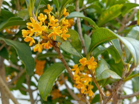 香りで感じる秋 注目の空の写真 ウェザーニュース