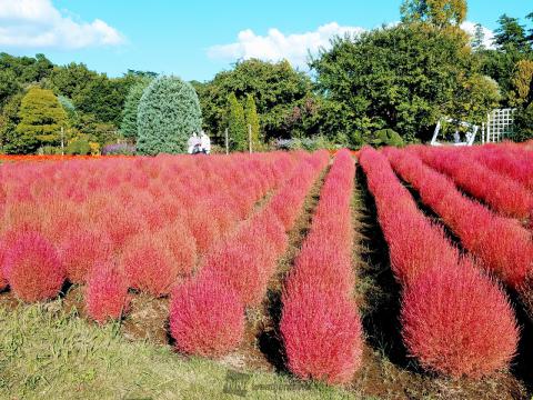 コキアが見頃に 注目の空の写真 ウェザーニュース