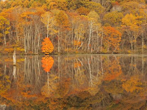 鏡池の紅葉情報 22 ウェザーニュース