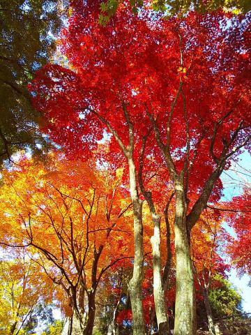 京都府立笠置山自然公園の紅葉情報 22 ウェザーニュース