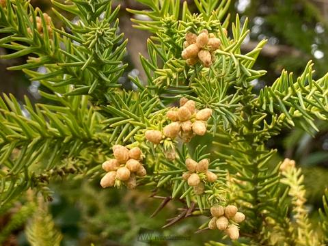 スギの雄花を調査中 注目の空の写真 ウェザーニュース