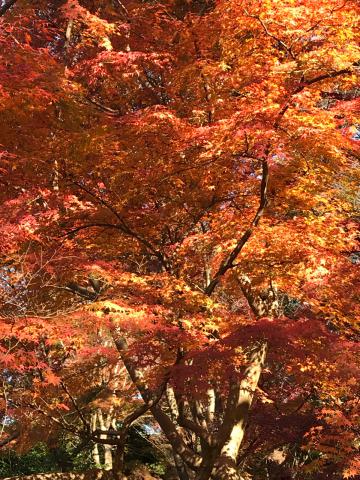 神戸市立須磨離宮公園の紅葉情報 22 ウェザーニュース