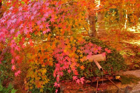 紅葉絶景写真館2020 注目の空の写真 ウェザーニュース