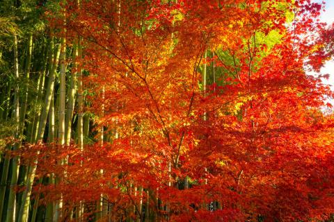 紅葉絶景写真館 注目の空の写真 ウェザーニュース