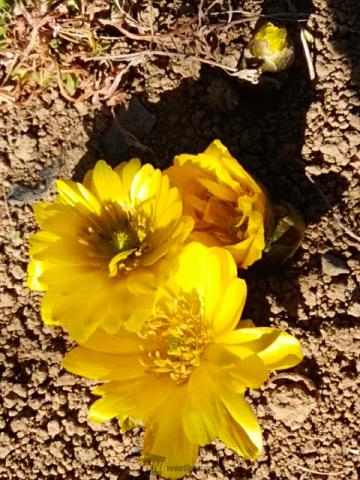小さな春 見 つけた 注目の空の写真 ウェザーニュース