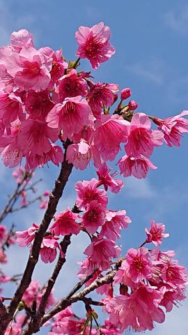 沖縄からの桜便り 注目の空の写真 ウェザーニュース