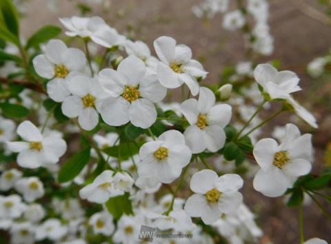 春の白い花 注目の空の写真 ウェザーニュース