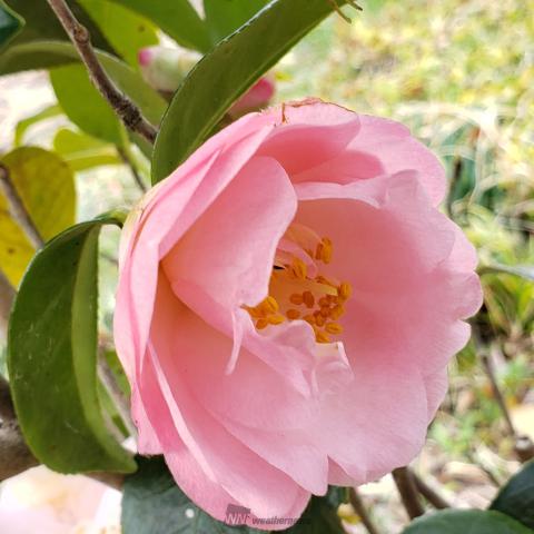 春を感じるピンクのお花 注目の空の写真 ウェザーニュース