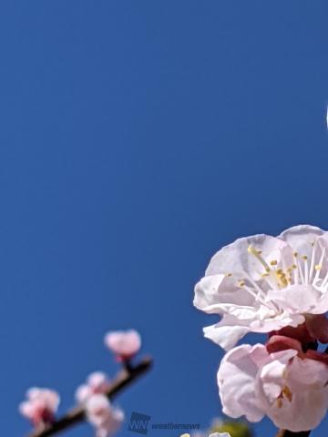 春を感じるピンクのお花 注目の空の写真 ウェザーニュース