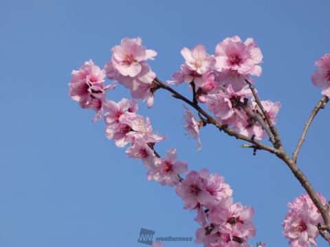 アーモンドの花🌸も...