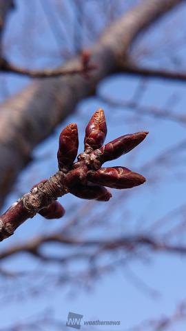 桜前線は今 注目の空の写真 ウェザーニュース